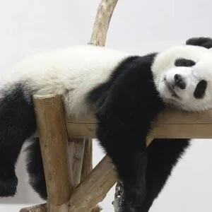 Google Panda